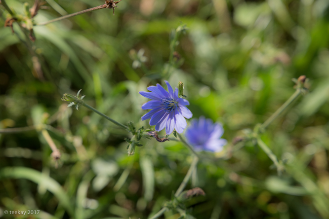 late_summer (104 von 22)