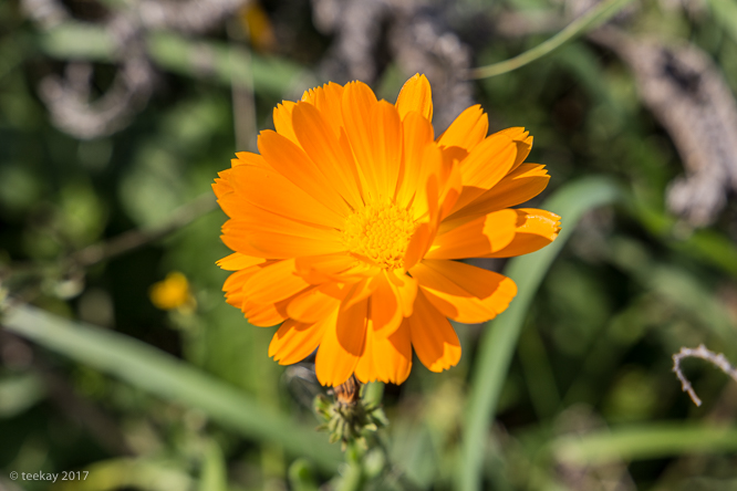 late_summer (116 von 22)