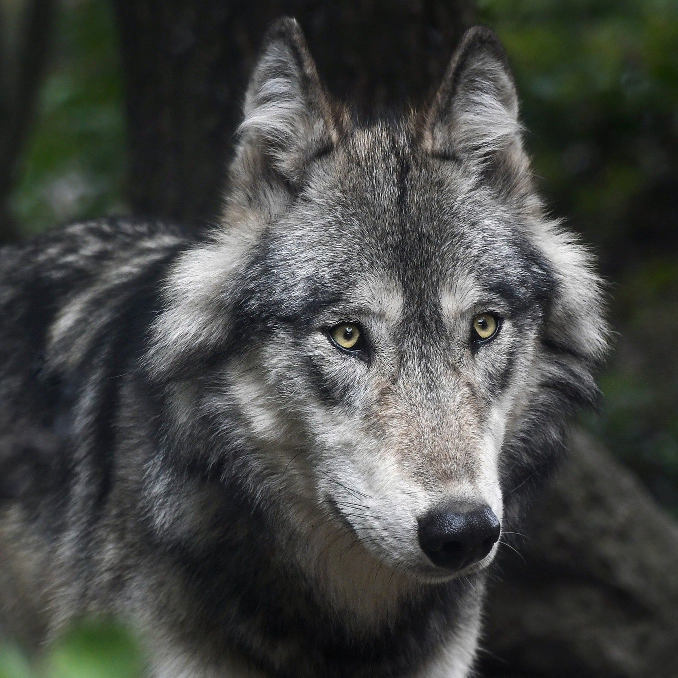 cropped-wolf1