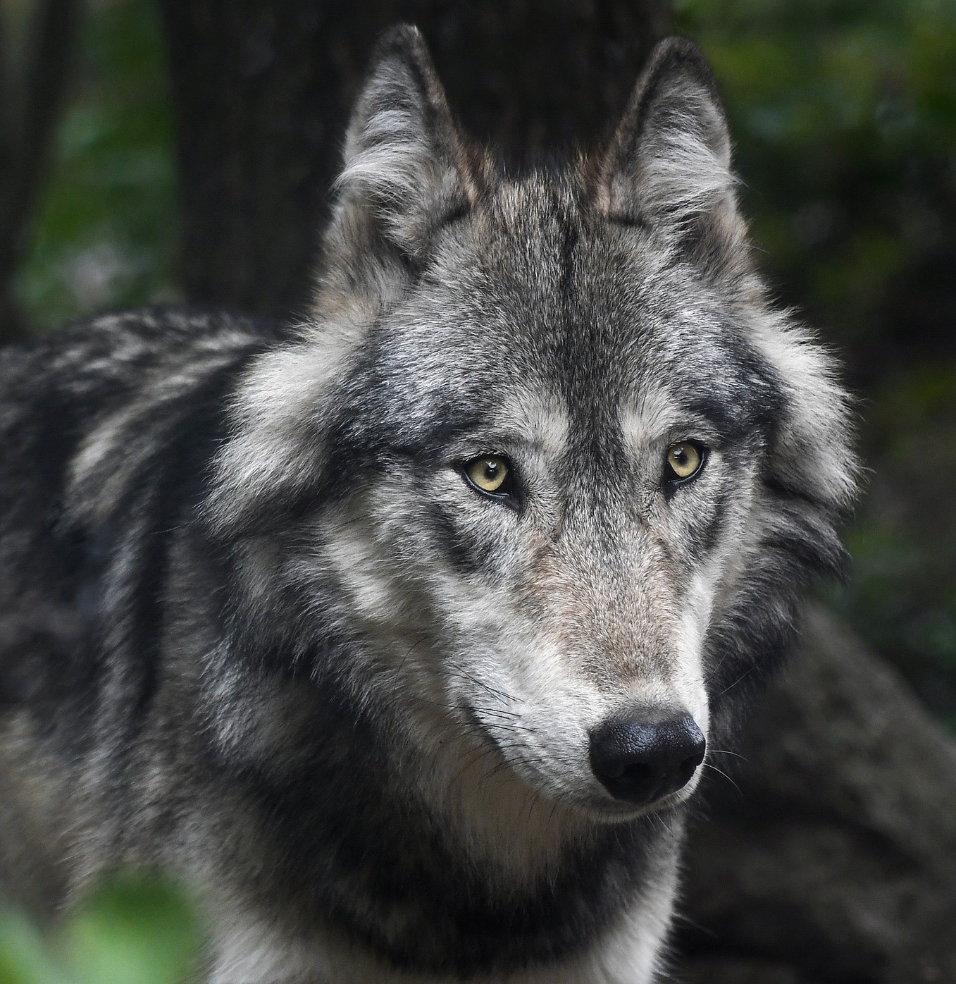 wolf1