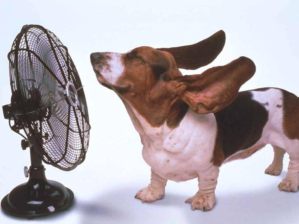 hund_vent