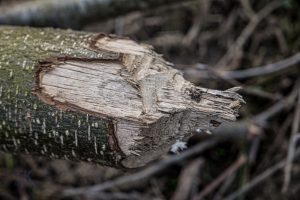 IMG_0879