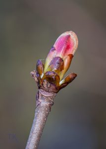 IMG_0909