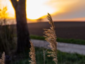 IMG_0924